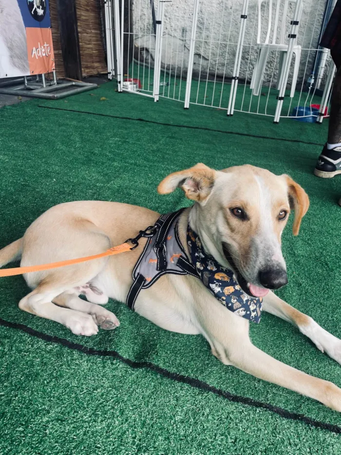 Cachorro ra a SRD-ViraLata idade 2 a 6 meses nome Apollo