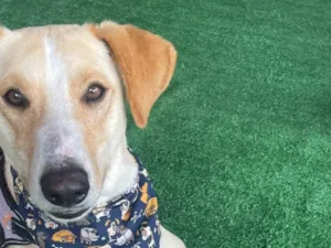 Cachorro raça SRD-ViraLata idade 2 a 6 meses nome Apollo