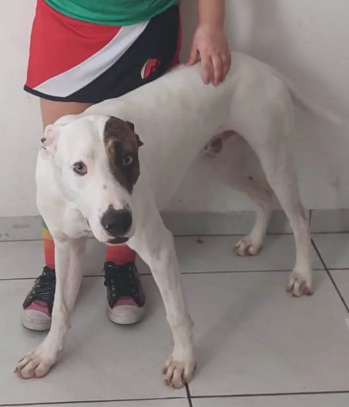 Cachorro ra a Pit-Bull idade 1 ano nome Frederico 