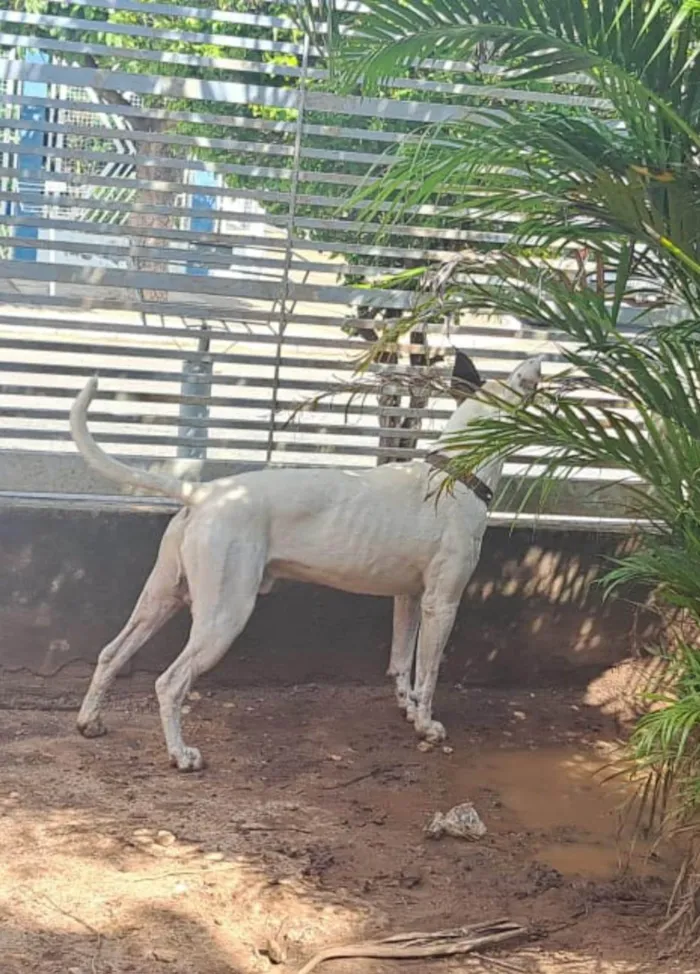 Cachorro ra a Pit-Bull idade 1 ano nome Frederico 