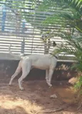 Frederico