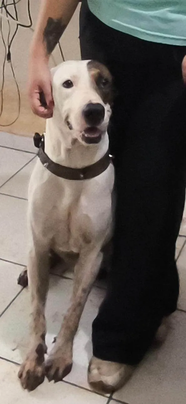 Cachorro ra a Pit-Bull idade 1 ano nome Frederico 
