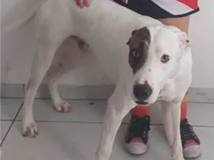 Cachorro raça Pit-Bull idade 1 ano nome Frederico 