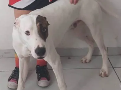 Cachorro raça Pit-Bull idade 1 ano nome Frederico 