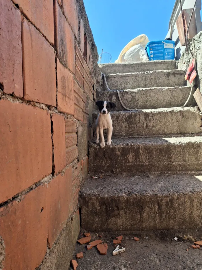 Cachorro ra a SRD-ViraLata idade 2 a 6 meses nome Carla sunhene 