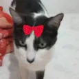 Julia