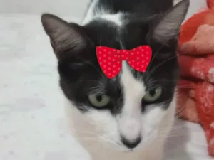 Cachorro raça SRD-ViraLata idade 7 a 11 meses nome Julia 