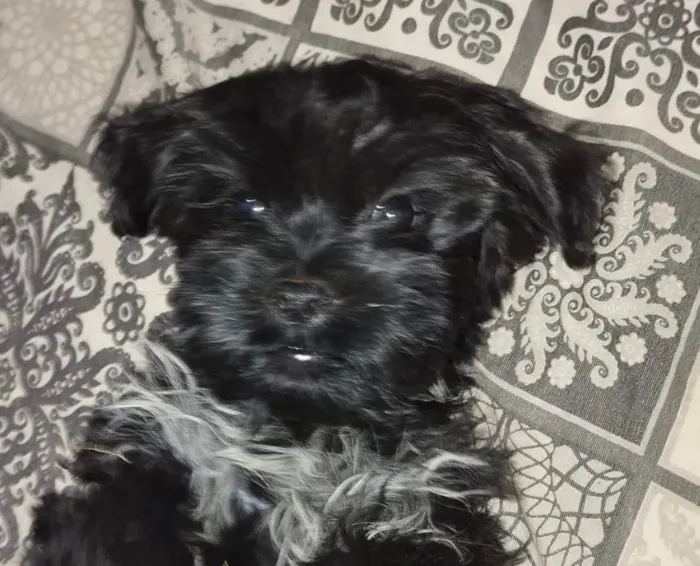 Cachorro ra a Shitzu idade 2 a 6 meses nome Otto 