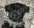 Otto