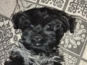 Cachorro raça Shitzu idade 2 a 6 meses nome Otto 