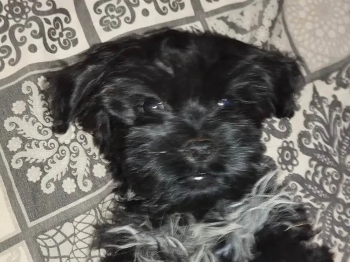 Cachorro ra a Shitzu idade 2 a 6 meses nome Otto 