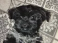 Otto