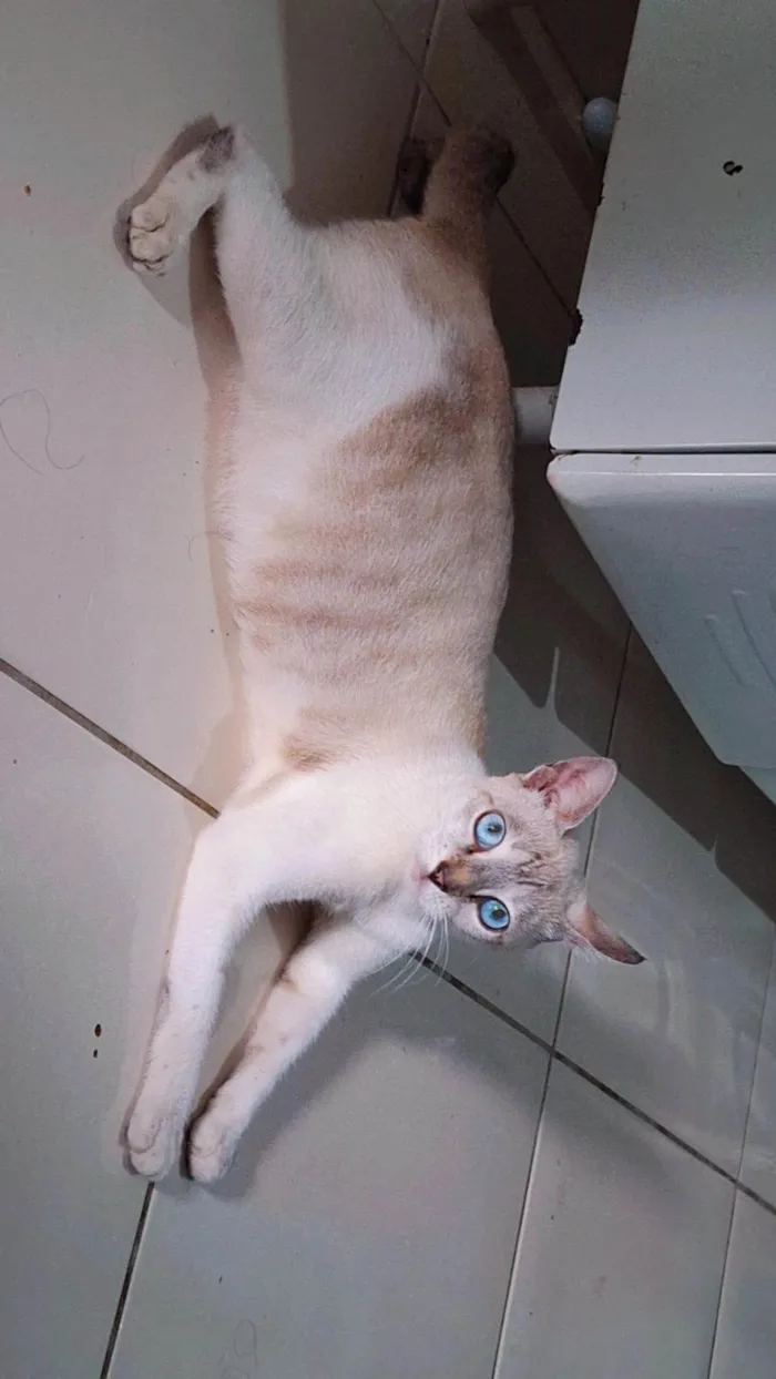Gato ra a Siamês idade 7 a 11 meses nome Flor flor 