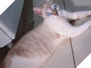 Gato raça Siamês idade 7 a 11 meses nome Flor flor 