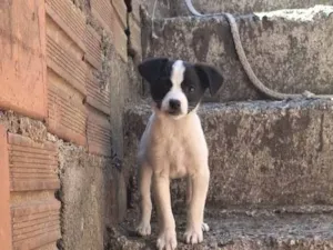 Cachorro raça SRD-ViraLata idade 2 a 6 meses nome São 3 cachorrinho e uma cachorro media 