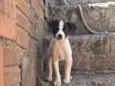 São 3 cachorrinho e uma cachorro media