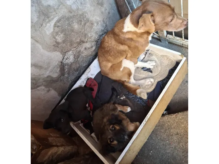 Cachorro ra a SRD-ViraLata idade 2 a 6 meses nome São 3 cachorrinho e uma cachorro media 
