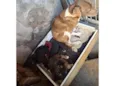 São 3 cachorrinho e uma cachorro media