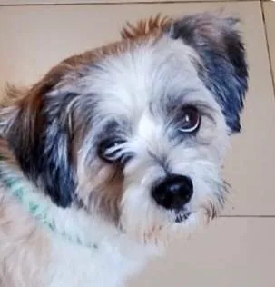 Cachorro ra a Shitzu idade 2 anos nome Léo 