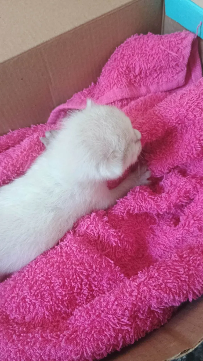 Gato ra a SRD-ViraLata idade Abaixo de 2 meses nome Sem nome