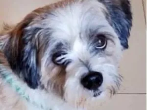 Cachorro raça Shitzu idade 2 anos nome Léo 