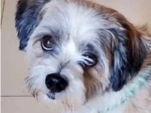 Cachorro ra a Shitzu idade 2 anos nome Léo 