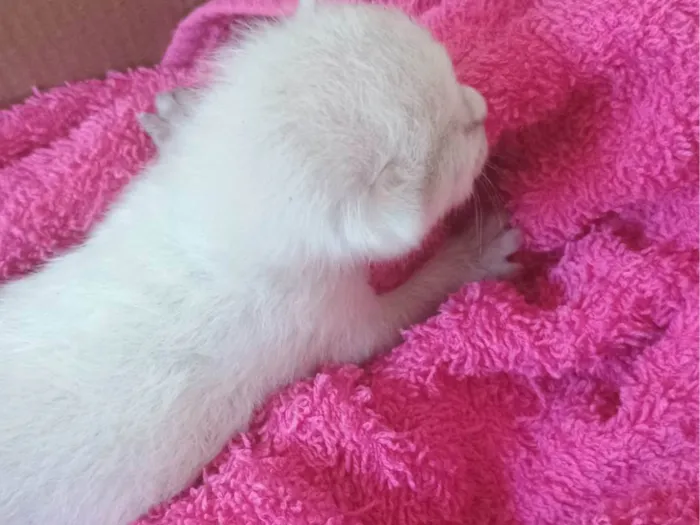 Gato ra a SRD-ViraLata idade Abaixo de 2 meses nome Sem nome