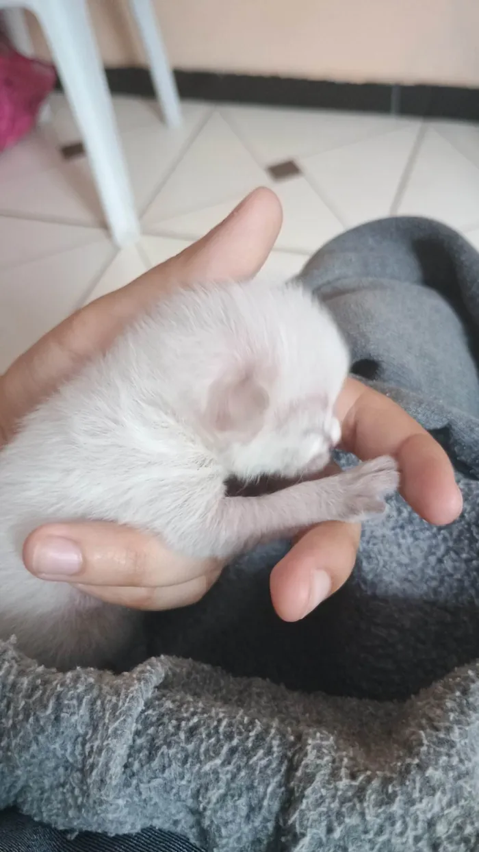 Gato ra a SRD-ViraLata idade Abaixo de 2 meses nome Sem nome