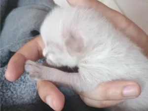 Gato raça SRD-ViraLata idade Abaixo de 2 meses nome Sem nome