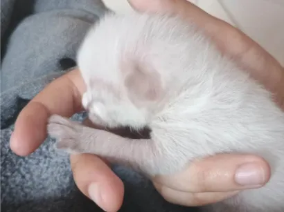Gato raça SRD-ViraLata idade Abaixo de 2 meses nome Sem nome