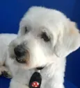 Bob