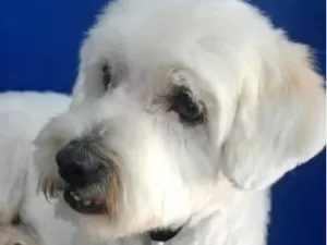 Cachorro raça Shitzu idade 4 anos nome Bob 