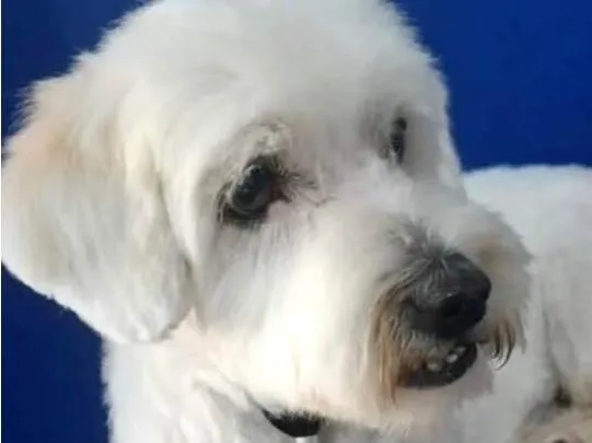 Cachorro ra a Shitzu idade 4 anos nome Bob 