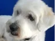 Bob