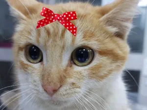 Gato raça SRD-ViraLata idade 2 a 6 meses nome Shirra 