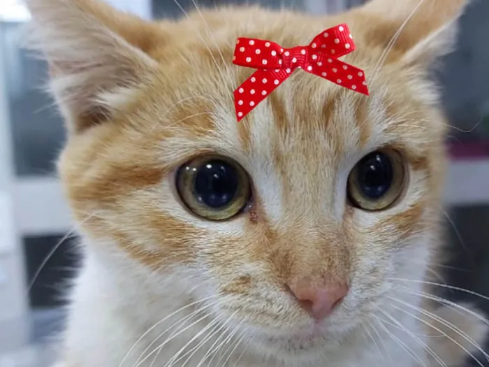 Gato ra a SRD-ViraLata idade 2 a 6 meses nome Shirra 