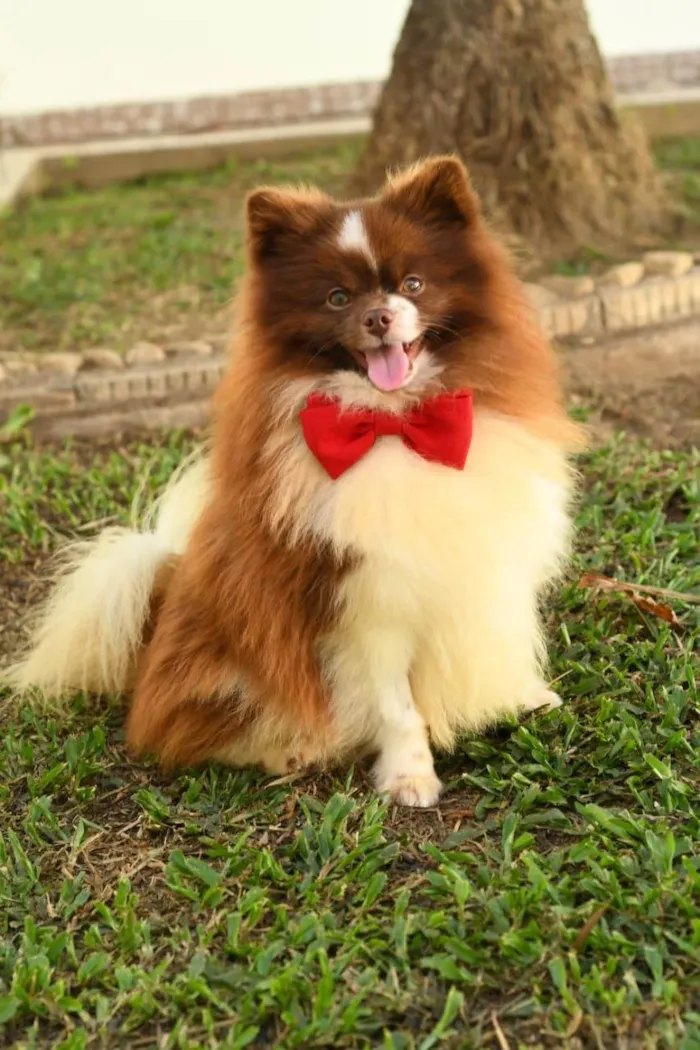 Cachorro ra a SRD-ViraLata idade 2 anos nome Alladin