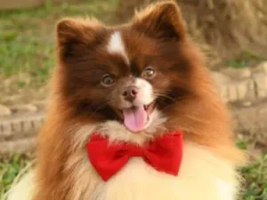 Cachorro raça SRD-ViraLata idade 2 anos nome Alladin