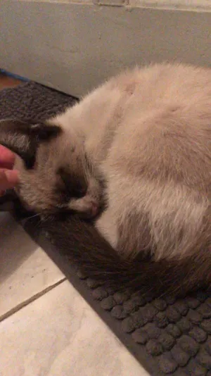 Gato raça SRD-ViraLata idade Abaixo de 2 meses nome Smoky