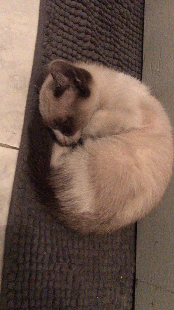 Gato ra a SRD-ViraLata idade Abaixo de 2 meses nome Smoky