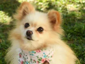 Cachorro raça SRD-ViraLata idade 2 anos nome Magali
