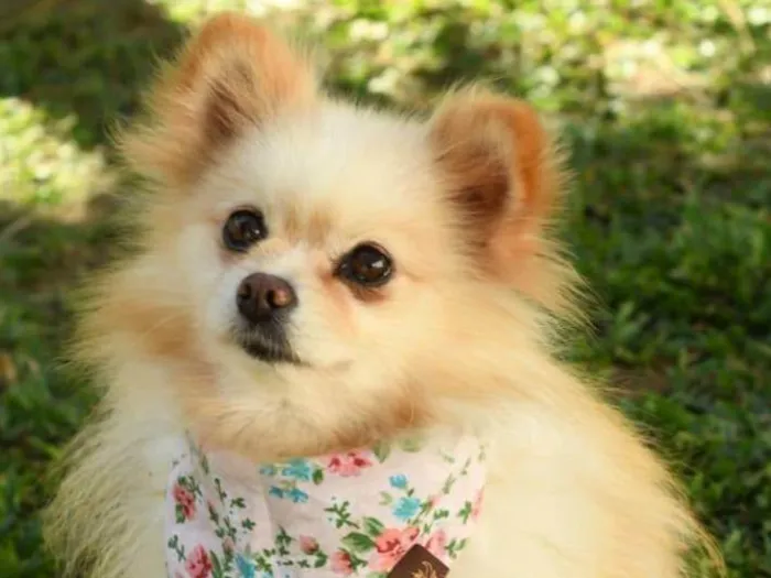 Cachorro ra a SRD-ViraLata idade 2 anos nome Magali