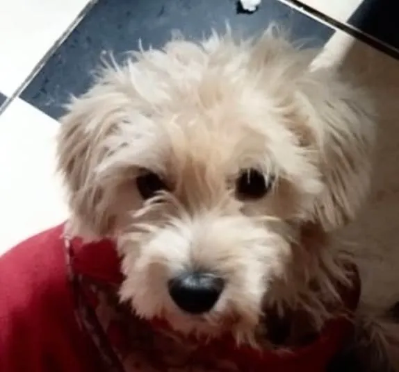 Cachorro ra a Shitzu idade 1 ano nome Teo 
