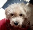 Teo