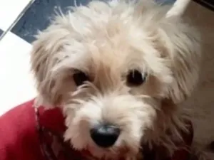 Cachorro raça Shitzu idade 1 ano nome Teo 