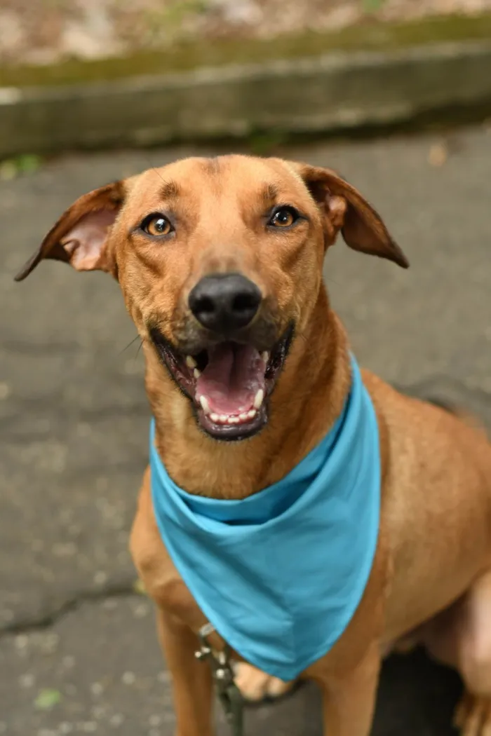 Cachorro ra a SRD-ViraLata idade 2 anos nome Karamelo
