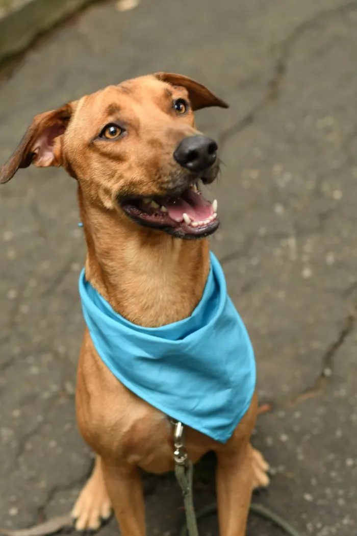Cachorro ra a SRD-ViraLata idade 2 anos nome Karamelo