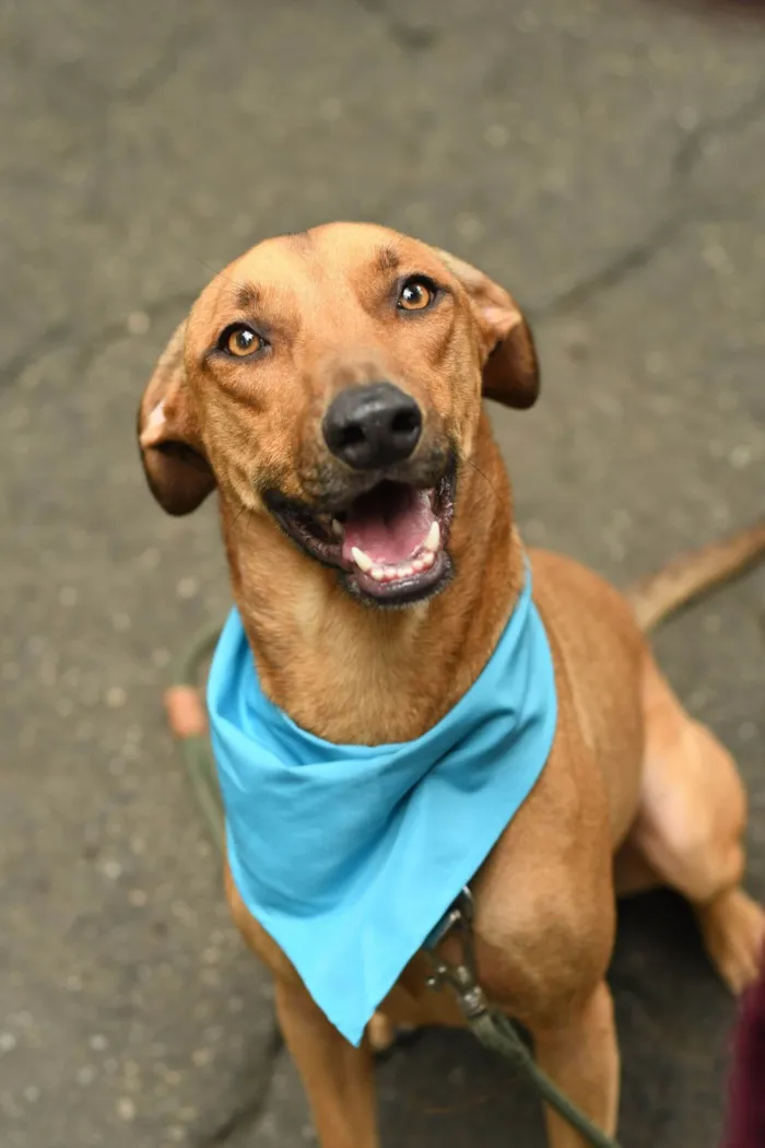 Cachorro ra a SRD-ViraLata idade 2 anos nome Karamelo