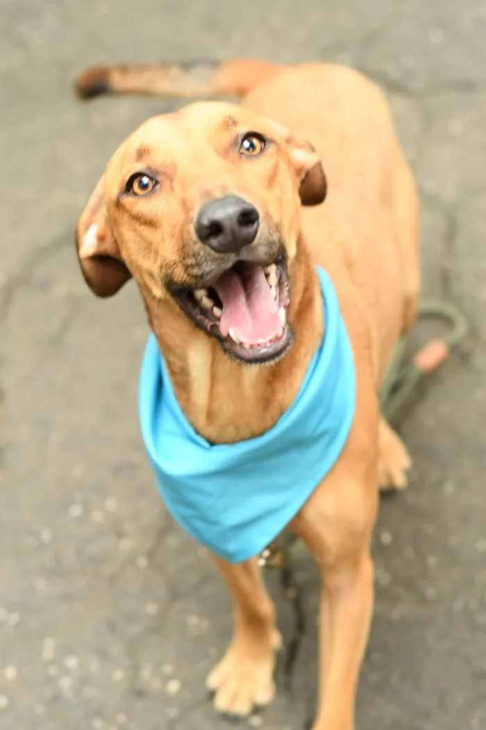 Cachorro ra a SRD-ViraLata idade 2 anos nome Karamelo