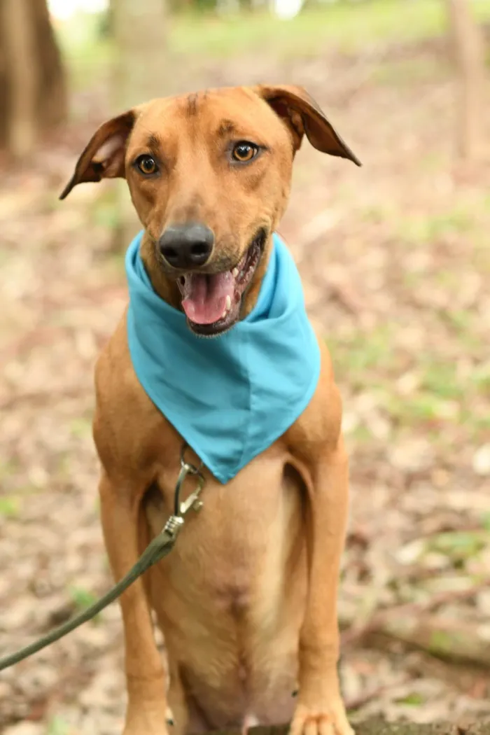 Cachorro ra a SRD-ViraLata idade 2 anos nome Karamelo